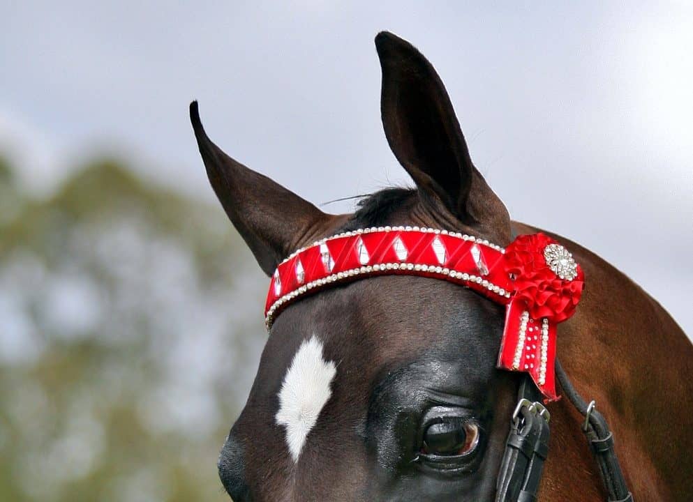 How to Make a Browband for a Horse: Crafting Your Equine Accessory