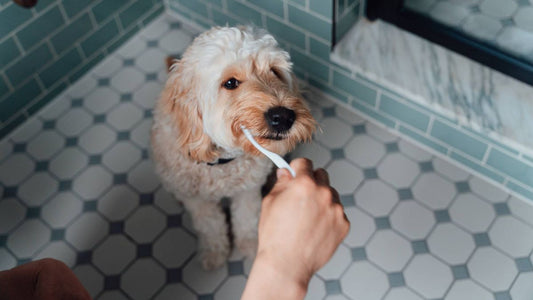 How to Effectively Scrape Tartar Off Dog Teeth at Home