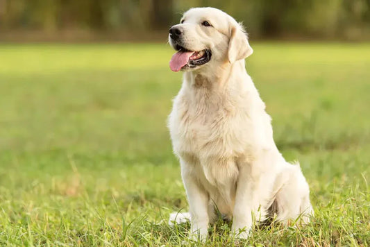 Golden Retriever Training Mistakes to Avoid