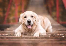 Golden Retriever Winter Care Guide