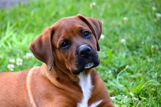 Exploring the Characteristics & Care of the American Bulldog Breed