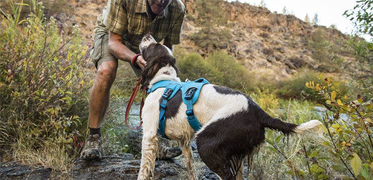What is a No Pull Dog Harness and Why Your Pup Needs One?