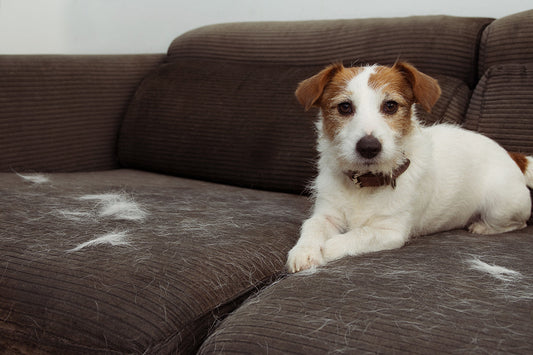 Why Is My Dog Not Shedding Anymore? Understanding the Causes
