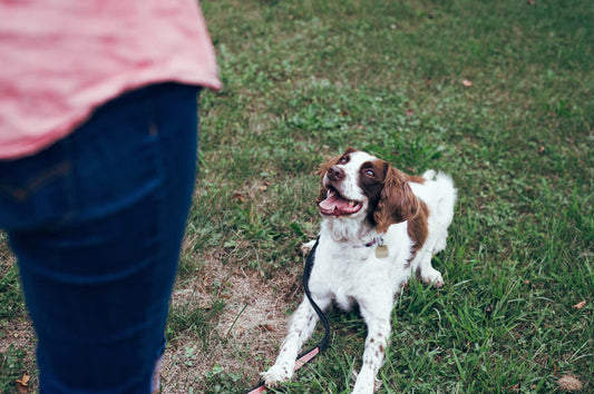 Dog Aggression Towards Reflection: Causes & Solutions