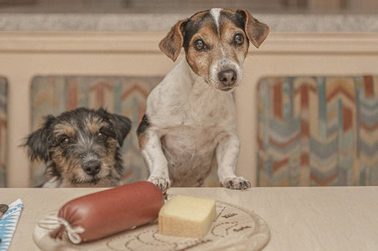 How Long Can a Sick Dog Survive Without Food? Understanding the Limits