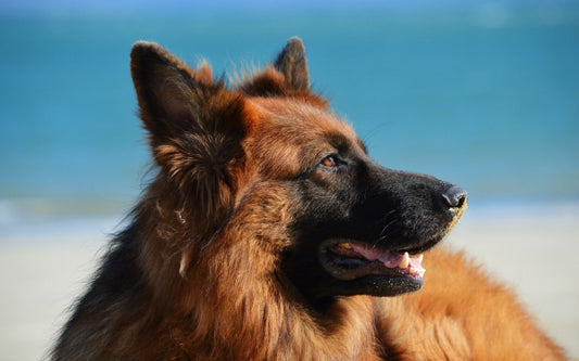 German Shepherd Grooming Routine: A Furry Affair