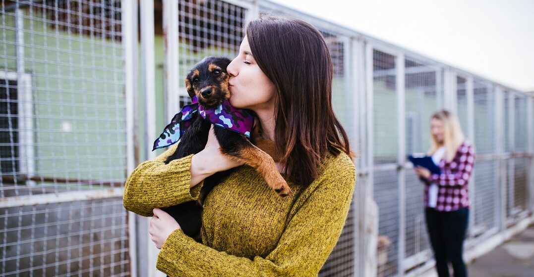 Long-term Care of Adopted Dogs: Ensuring a Healthy Future