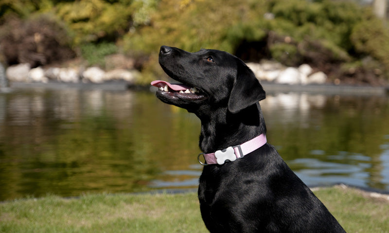 Can Adopted Dogs Compete in Shows? A Deep Dive