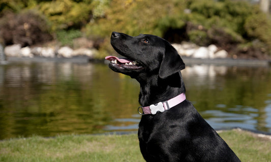 Can Adopted Dogs Compete in Shows? A Deep Dive