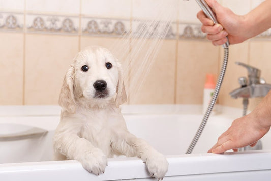 How to Make Oatmeal Dog Shampoo at Home: Exclusive Tips and Techniques