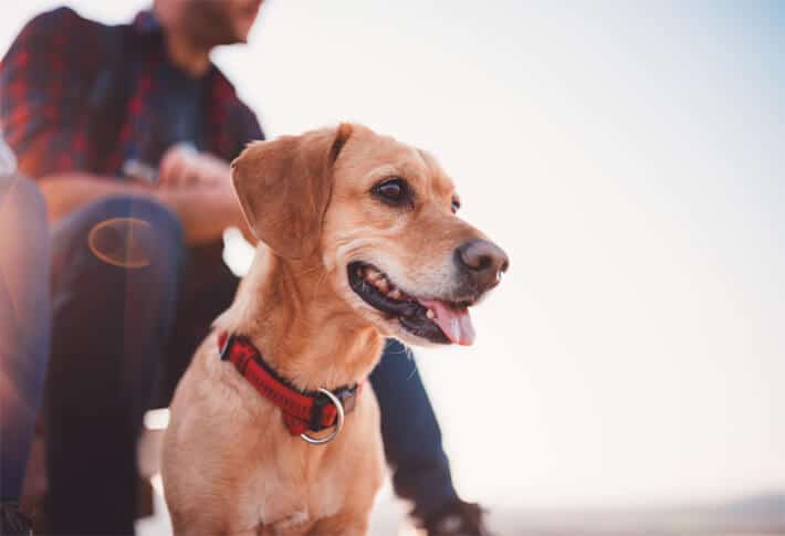 Why Some Dogs Refuse Collars: Insights for Owners