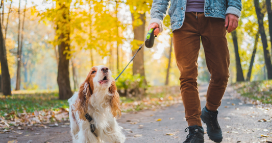 How to Introduce a Collar to a Dog: A Guide for Pet Owners