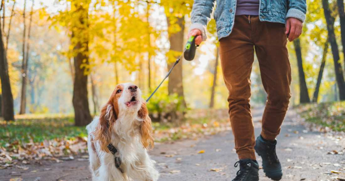 Why Eco-Friendly Collars Matter: A Green Choice for Your Pet