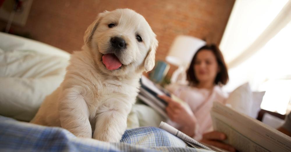 Why is My Dog Shedding in January? Understanding Seasonal Shedding