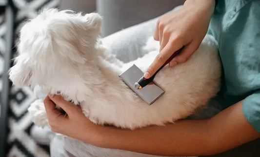 How to Stop Short Hair Dog Shedding: Simple Solutions?