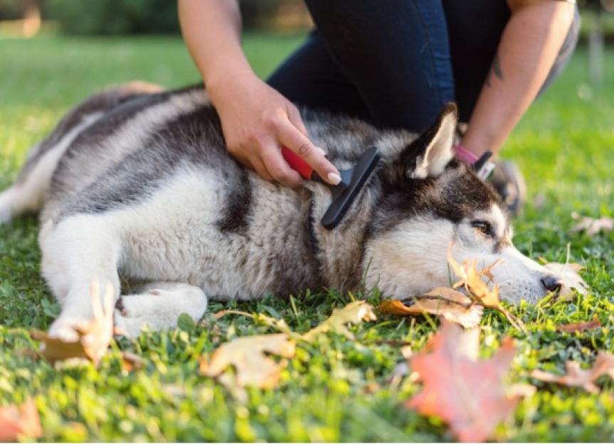 How to Stop Dog Shedding: Quick Home Remedies