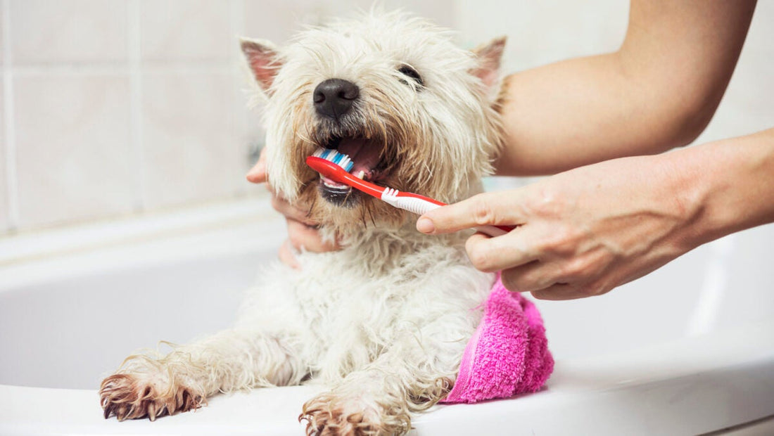 Why Does My Dog Chatter His Teeth When He Smells Something? Unraveling Mysteries