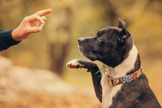 Dog Barking at Reflections: Understanding the Cause