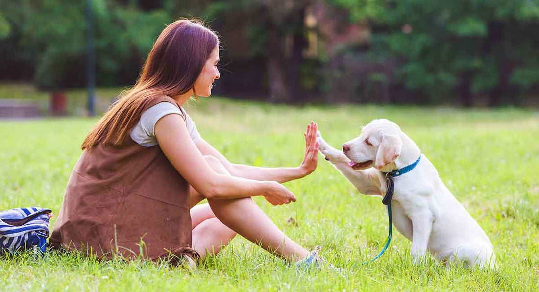 Understanding and Managing Dog Aggression Towards Fence Lines