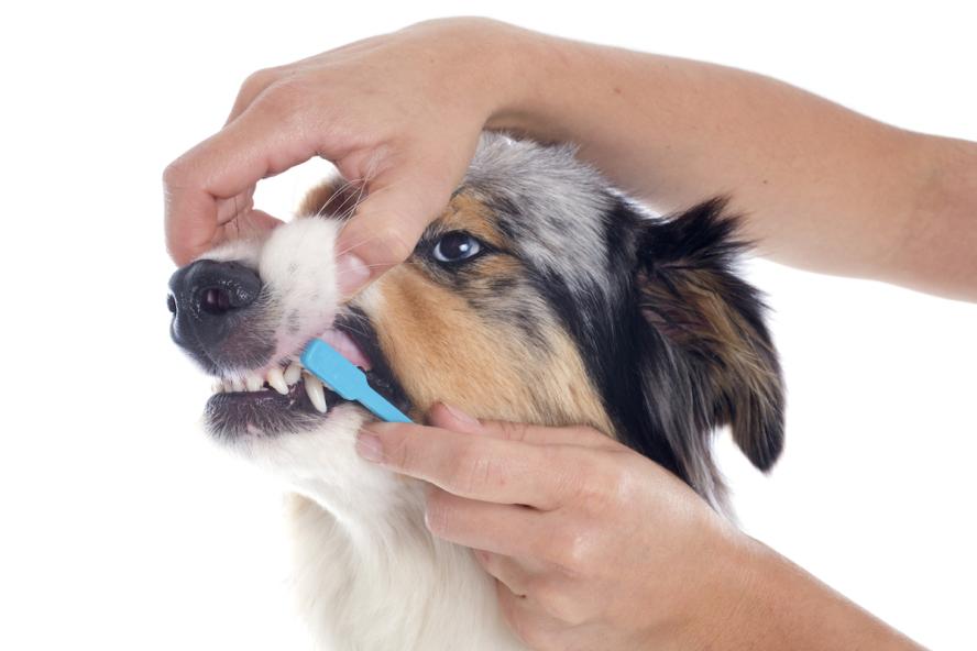 What to Feed a Dog with No Teeth: Best Options and Tips