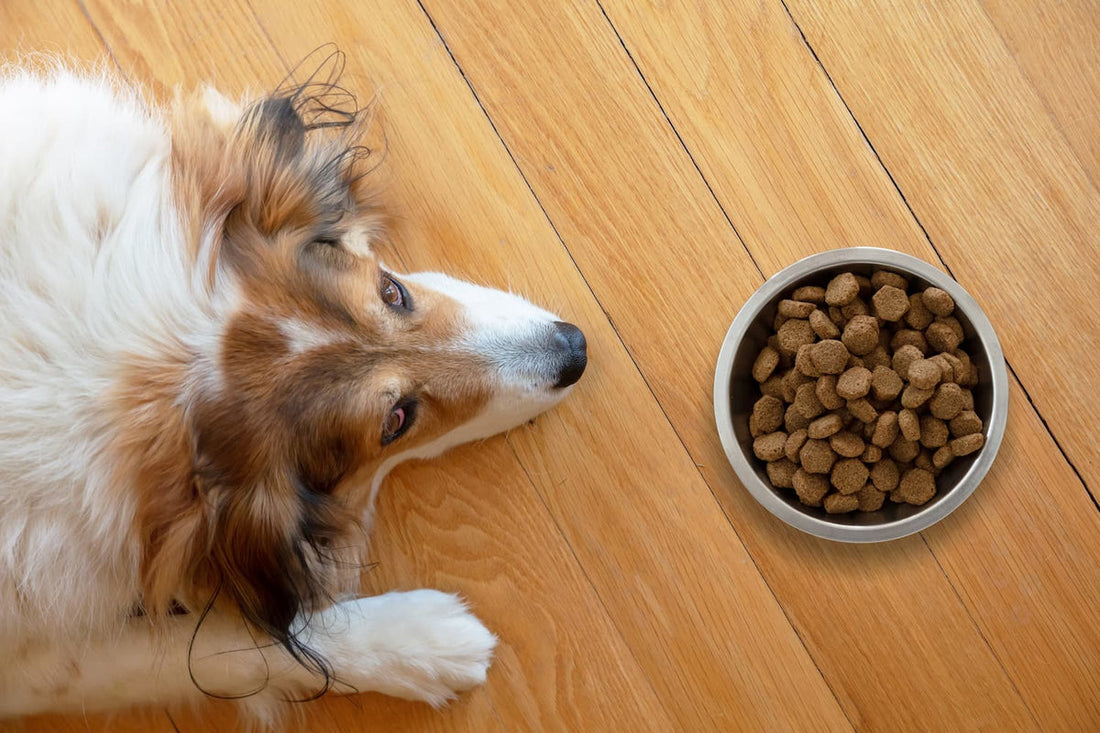 How Much Protein Should Be in Dog Food for Optimal Health?