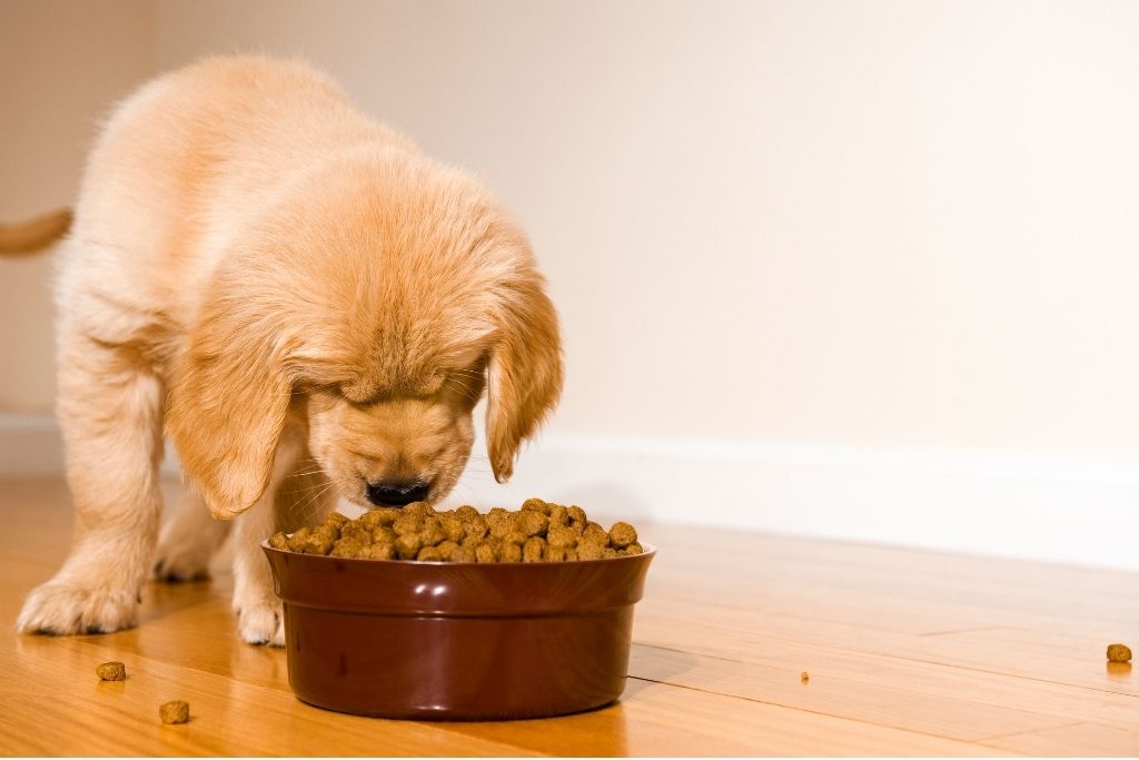 How Much Protein is in Dog Food: A Guide for Health-Conscious Pet Owners