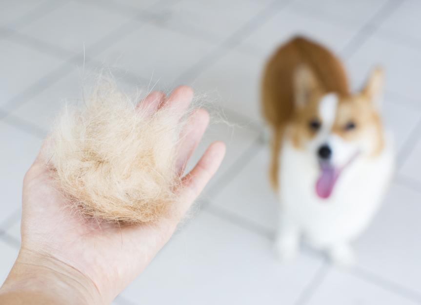 Why is My Dog Shedding in Clumps? Key Reasons & Solutions