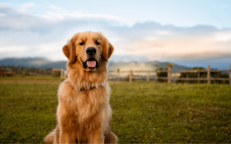 Golden Retriever Hydration Needs Explained