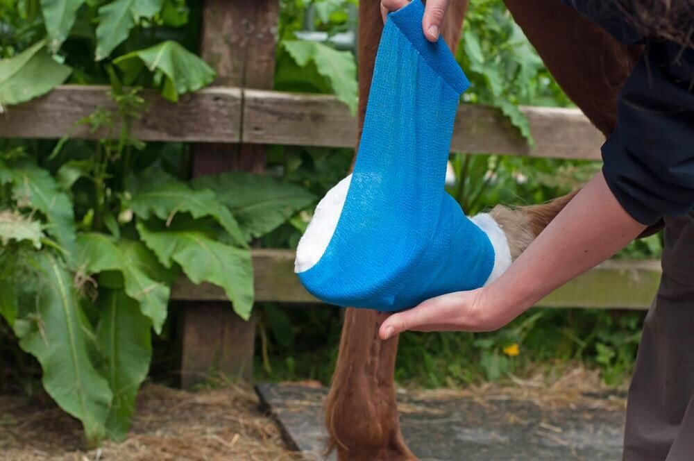 How to Ride a Horse for Beginners: Shocking Life-Changing Tips