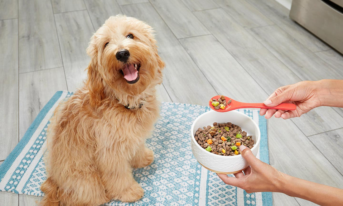 What is the Healthiest Dog Food for Senior Dogs: In-Depth Guide