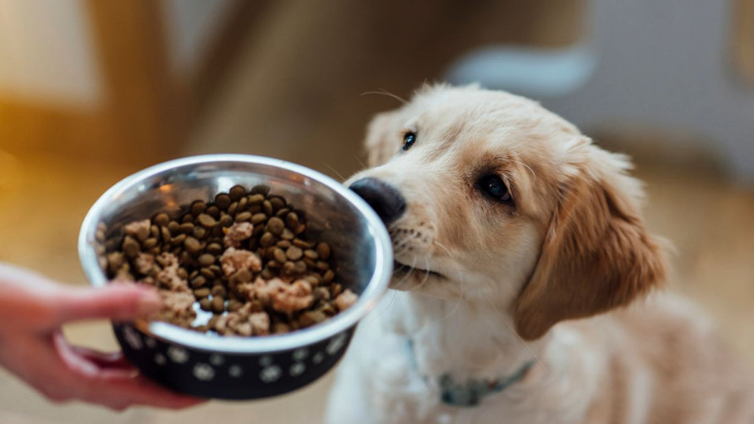 How to Make Fresh Dog Food: A Guide for Health-conscious Pet Owners