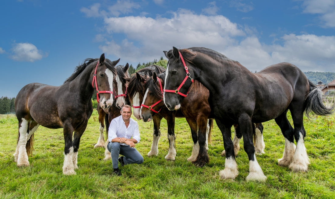 How Much Can a Shire Horse Carry? Surprising Facts Revealed