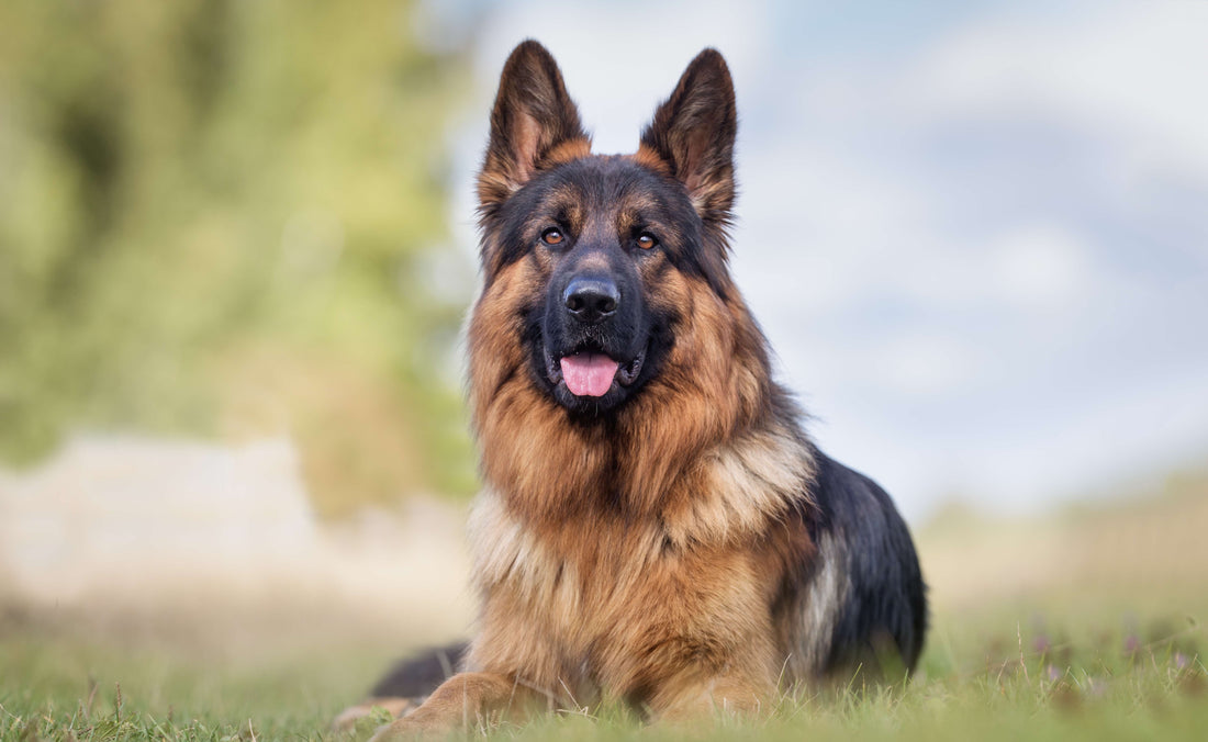 Success in Training Your German Shepherd: A Treat Guide
