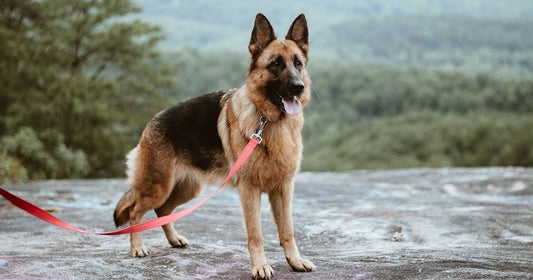 German Shepherd Recall Training: Mastering the Basics