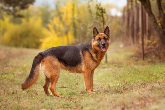 Leash Training Your German Shepherd: A Healthy Habit for Lifelong Companionship