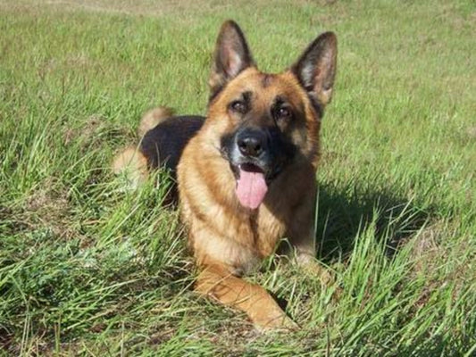 German Shepherd Puppy Proofing Home: Essential Tips for Pet Owners