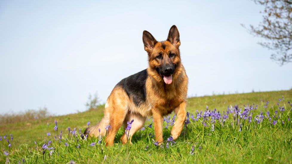 German Shepherd Coat Care in Winter: Essential Tips for a Healthy Coat
