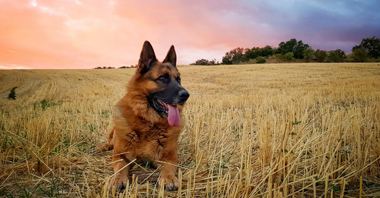 How Much Should a German Shepherd Eat Daily? Find Out Now