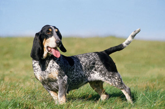 What Are the Australian Cattle Dog Dog Breed Characteristics and Care?