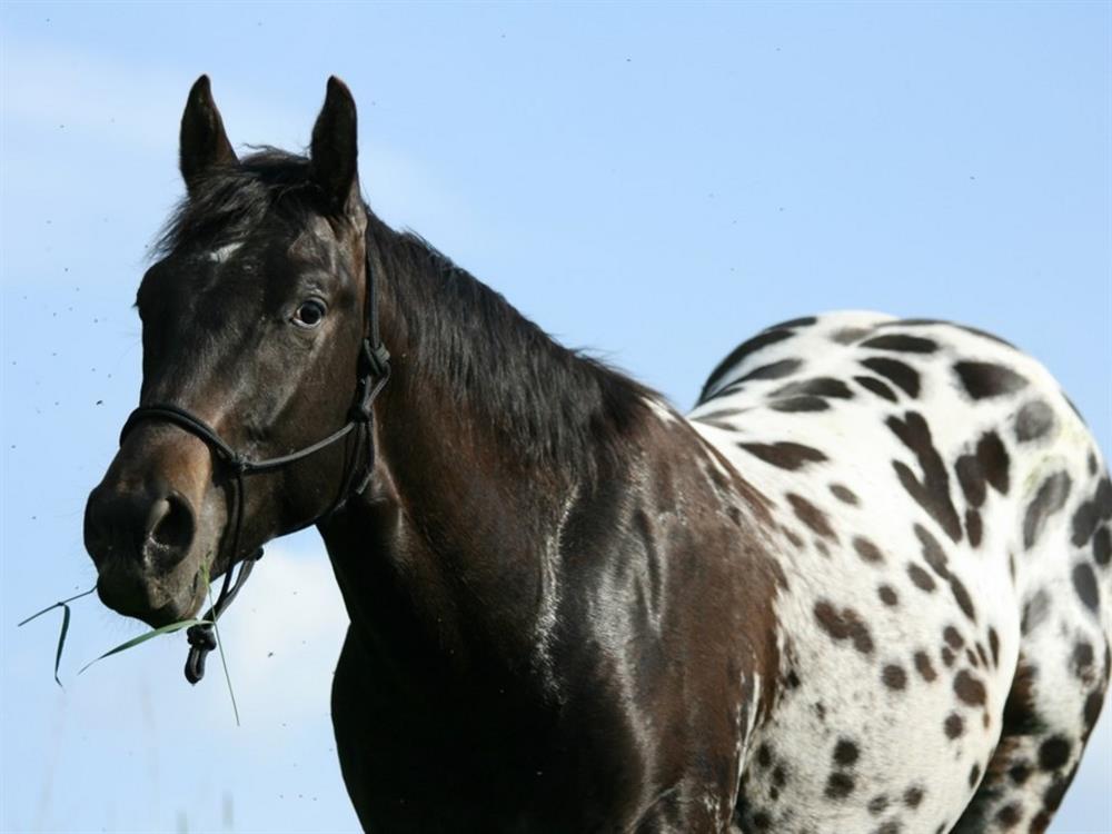 What Do Appaloosa Horses Eat for Optimal Health and Performance?