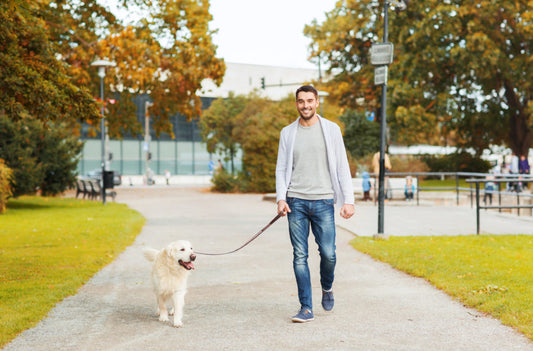 Are Multi-functional Collars for Active Dogs Worth the Investment?