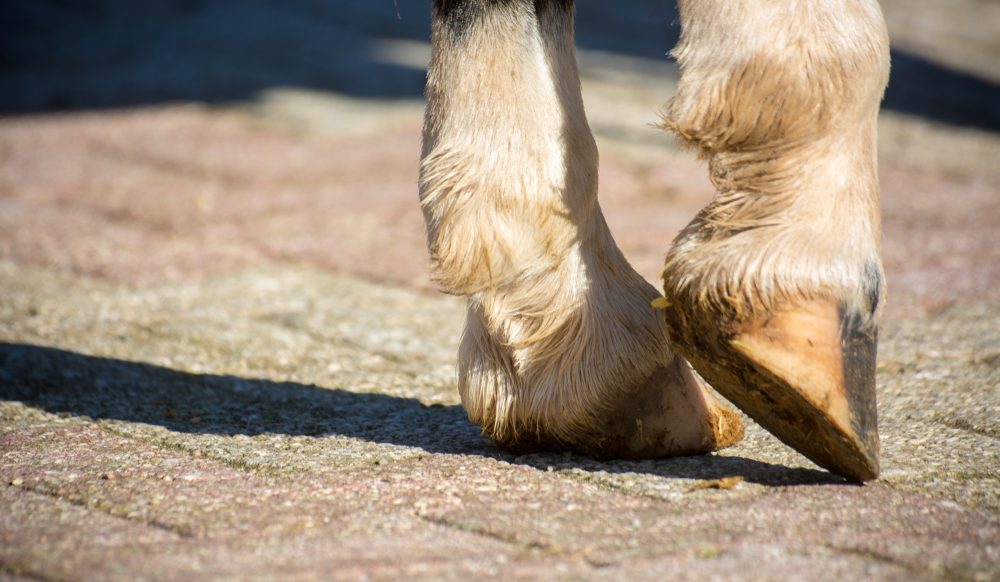 How to Wrap a Horse Hoof for Optimal Care and Protection?