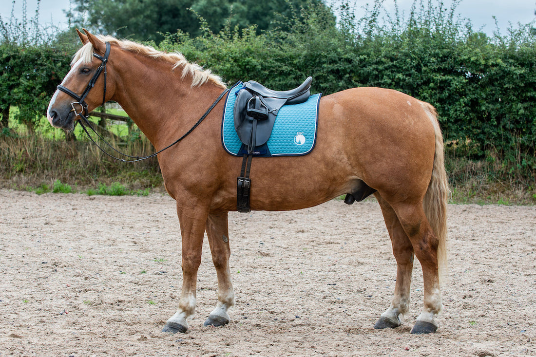 How to Clean White Saddle Pads: Shocking Techniques Unmissable for Pet Owners?