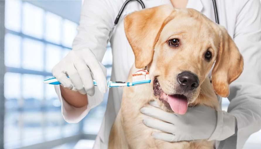 How Often Should You Brush Your Dog's Teeth? Get Expert Insights