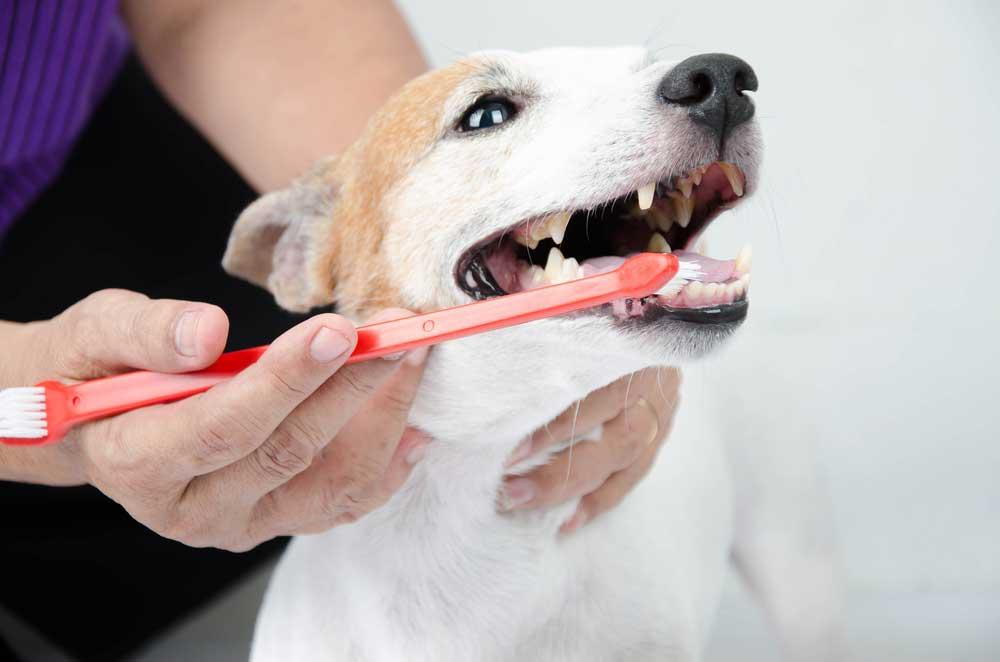 How to Make Dog Toothpaste Without Coconut Oil at Home