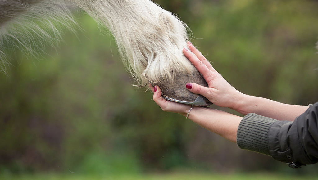 What Color or Breed of Horse Might Have a Striped Hoof?