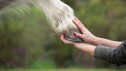 What Color or Breed of Horse Might Have a Striped Hoof?