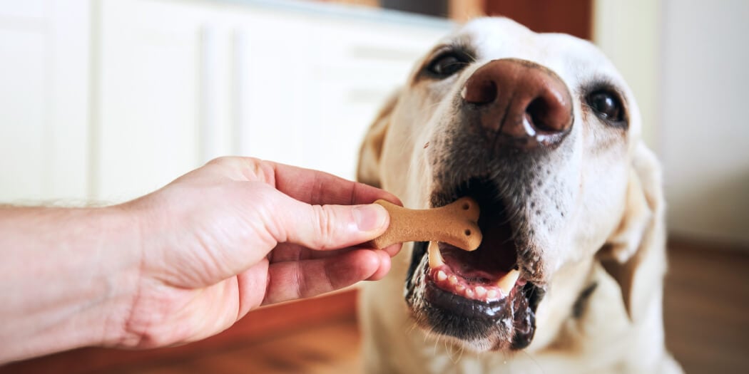 How Long Can a Dog Survive Without Food? Understanding the Limits