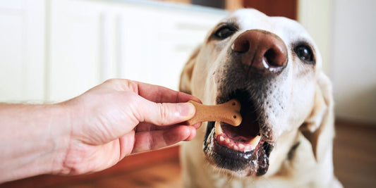 What Happens if a Puppy Eats Adult Dog Food? Shocking Insights!