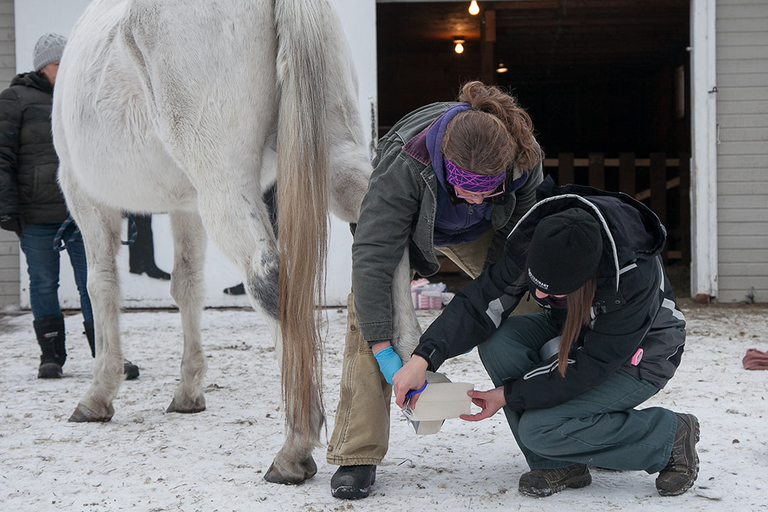 How to Treat Hoof Abscess After Drainage: Essential Steps?